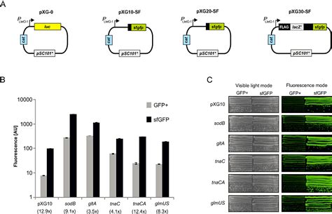 superfolder GFP Sequence and Map .